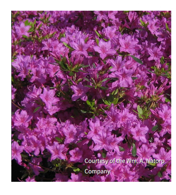 Azalea 'Karen' flowers, image Courtesy of Wm. A. Natorp Company